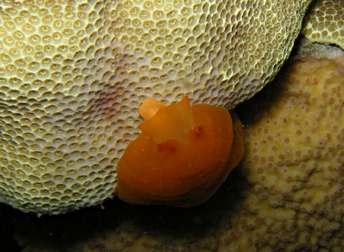 Berthellina delicata: feeding on Porites lobata