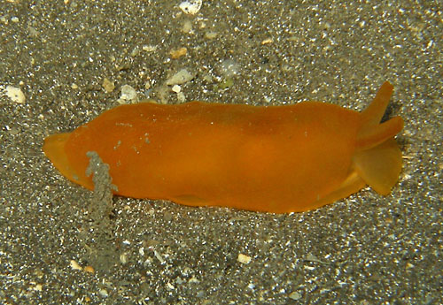 Berthellina delicata: side, on sand