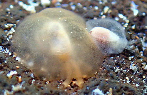 Berthellina sp. #1: young pair, front