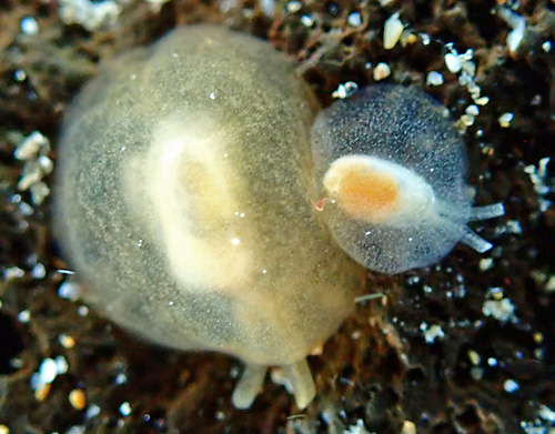 Berthellina sp. #1: young pair, top