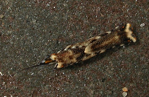 Biuve cf. fulvipunctata