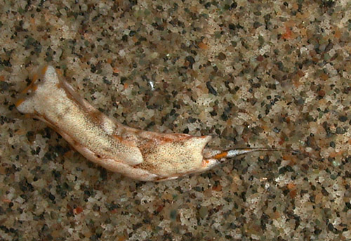 Biuve cf. fulvipunctata: pale