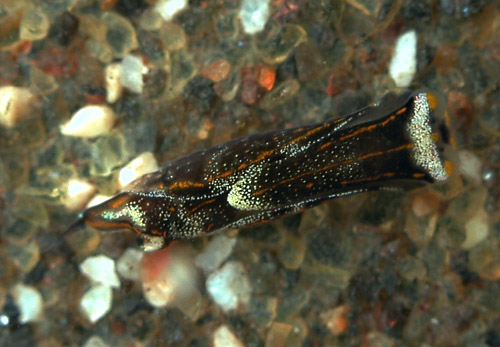 Biuve cf. fulvipunctata: young, mottled