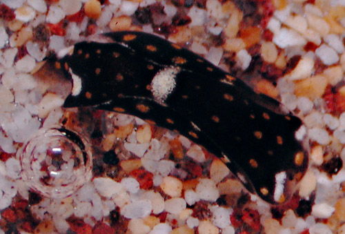 Biuve cf. fulvipunctata: young, spotted