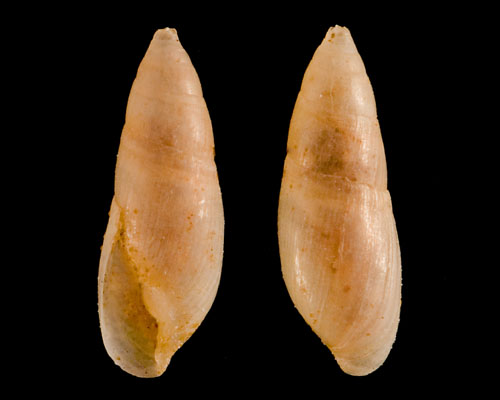 Blauneria quadrasi: shell