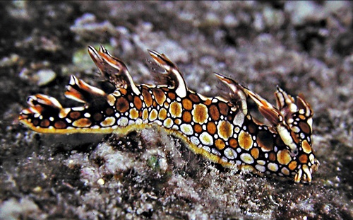 Bornella anguilla