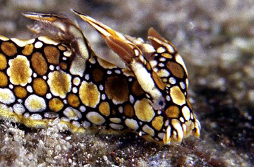 Bornella stellifer: rhinohores, side