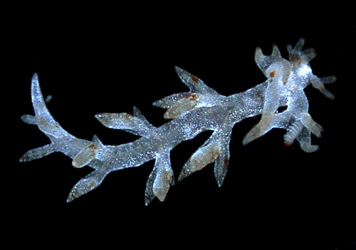 Bornella stellifer: young, about 3 mm