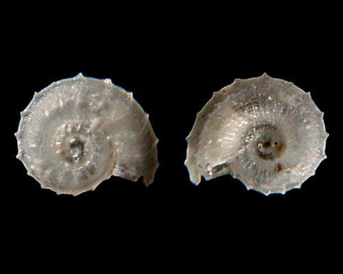 Boschitestella cf. eloiseae: spiny keel