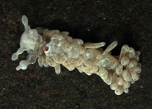 Bulbaeolidia alba: contracted cerata