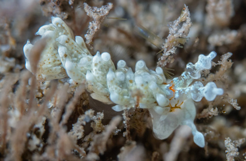 Bulbaeolidia alba: head. side