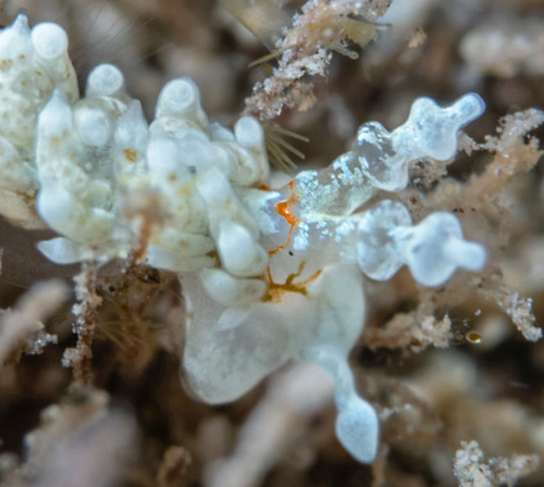 Bulbaeolidia alba: head. side, detail