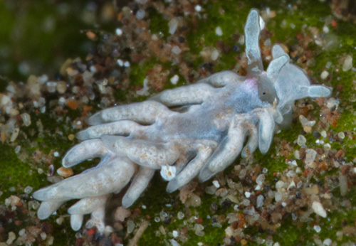 Bulbaeolidia alba: young, 3 mm