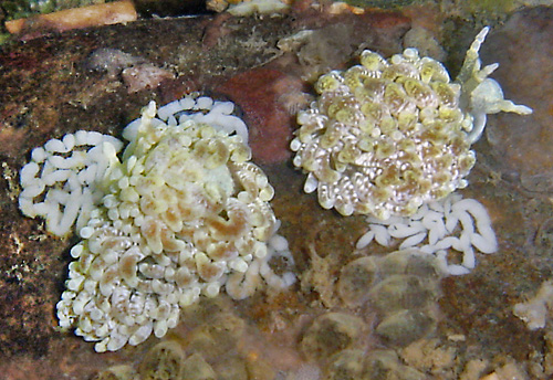 Bulbaeolidia paulae: with eggs