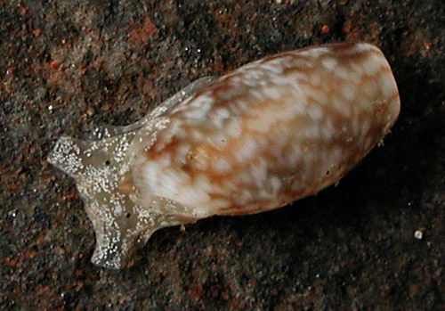 Bulla peasiana: young, 4.5 mm