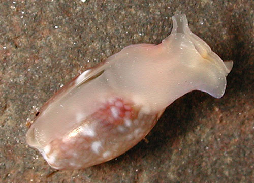 Bulla peasiana: underside