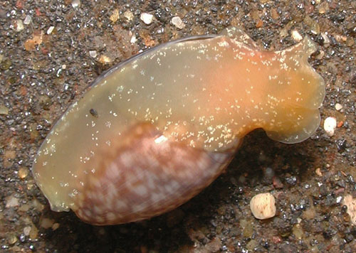 Bulla peasiana: underside, dark