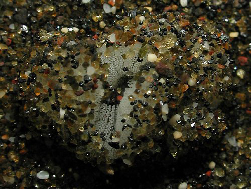 Bullina lineata: egg mass