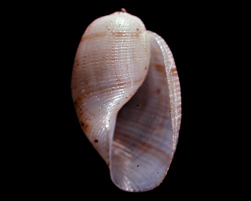 Bullina lineata: shell