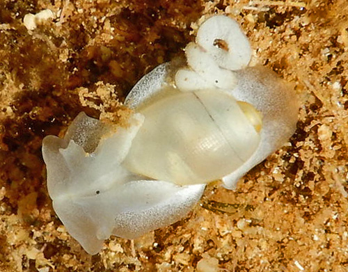 Bullina lineata: with eggs