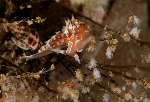 Caloria indica: on hydroid