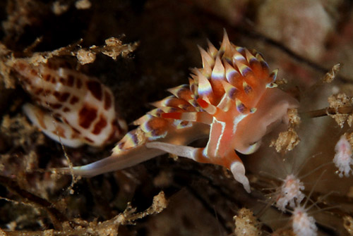 Caloria indica: on hydroid, closeup