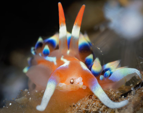 Caloria indica: eating polyp