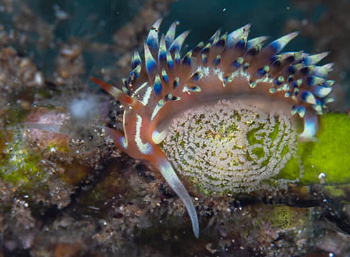 Caloria indica: laying eggs