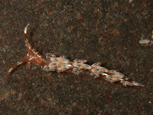 Caloria sp. #1: young, 6.5 mm