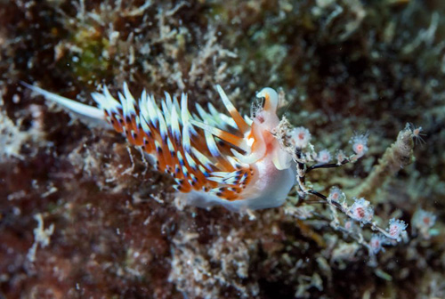 Caloria sp. #3: feeding