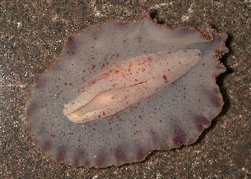 Carminodoris bifurcata: underside