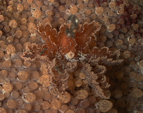 Carminodoris bifurcata: branchia detail