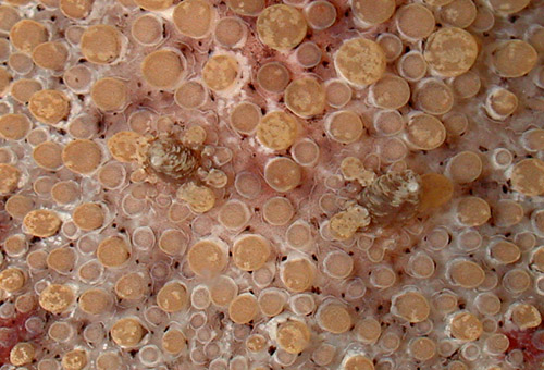 Carminodoris bifurcata: rhinophore detail