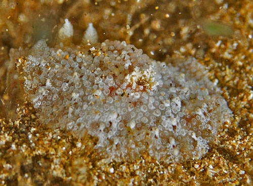 Carminodoris bifurcata: young, pale