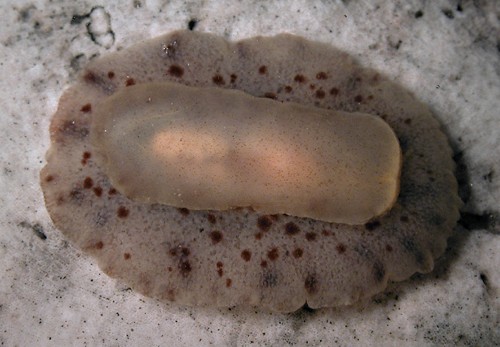 Carminodoris cf. flammea: underside