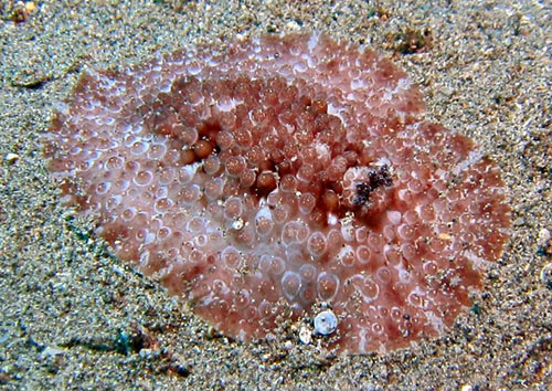 Carminodoris grandiflora