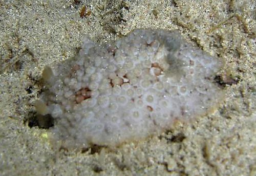 Carminodoris grandiflora: pale