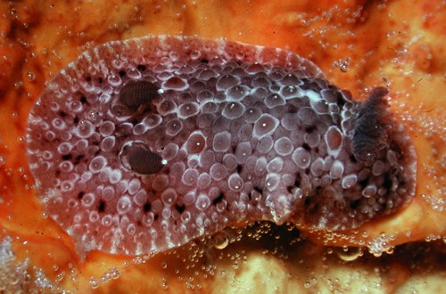 Carminodoris grandiflora: young, 14 mm