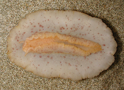 Carminodoris grandiflora: underside