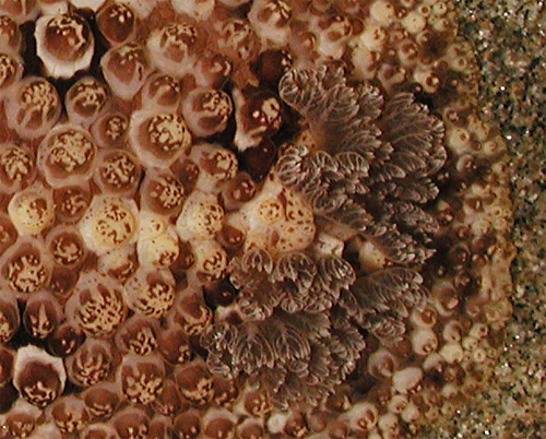 Carminodoris grandiflora: branchia