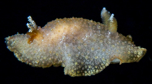 Carminodoris sp. #2: side