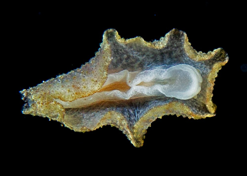 Carminodoris sp. #2: underside