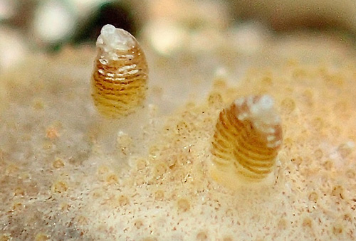 Carminodoris sp. #20: rhinophores