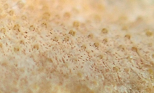 Carminodoris sp. #20: tubercles, side of notum