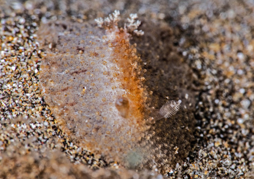 Carminodoris sp. #20: 2nd animal, front