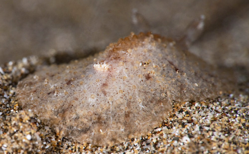 Carminodoris sp. #20: 2nd animal, rear