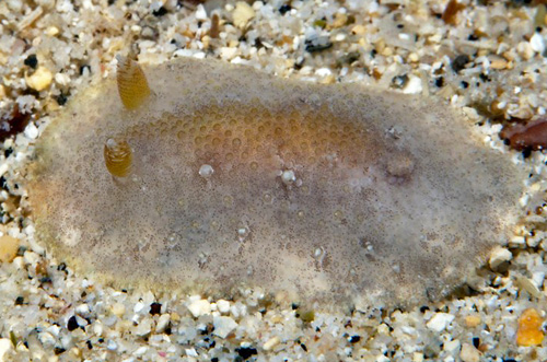 Carminodoris sp. #21