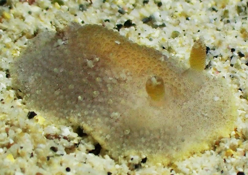 Carminodoris sp. #20: branchia