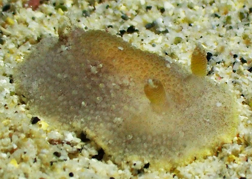 Carminodoris sp. #20: branchia