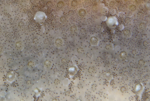 Carminodoris sp. #20: tubercles